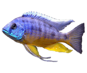 Cichlidé d' Afrique