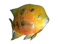 Cichlidé d' Amérique