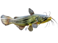 Loricaridé, Poisson Chat