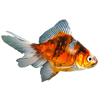 Poisson d' Eau Froide